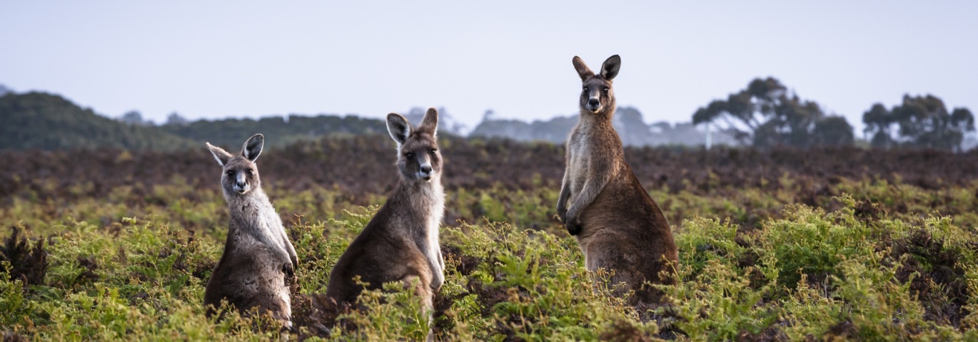 Meet some of the friendly locals. image