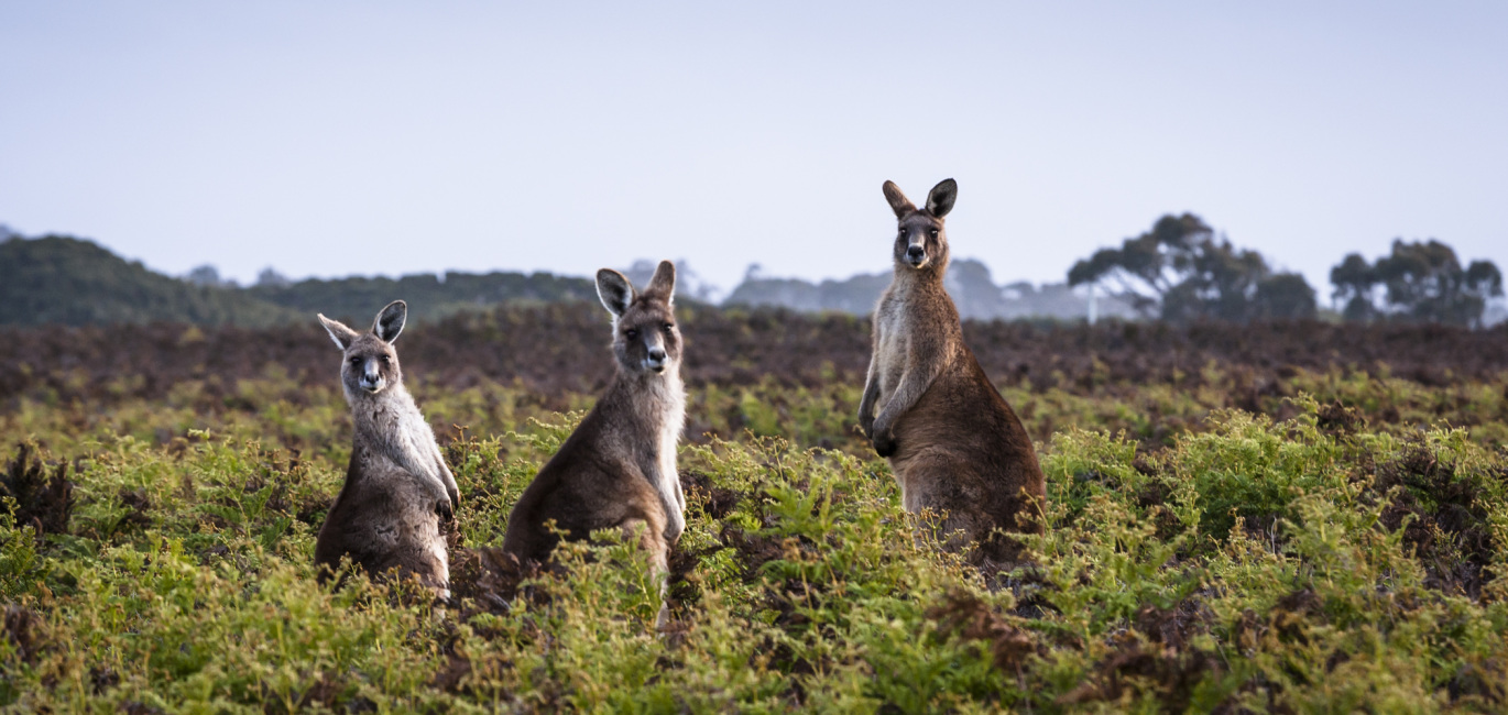 Meet some of the friendly locals. image