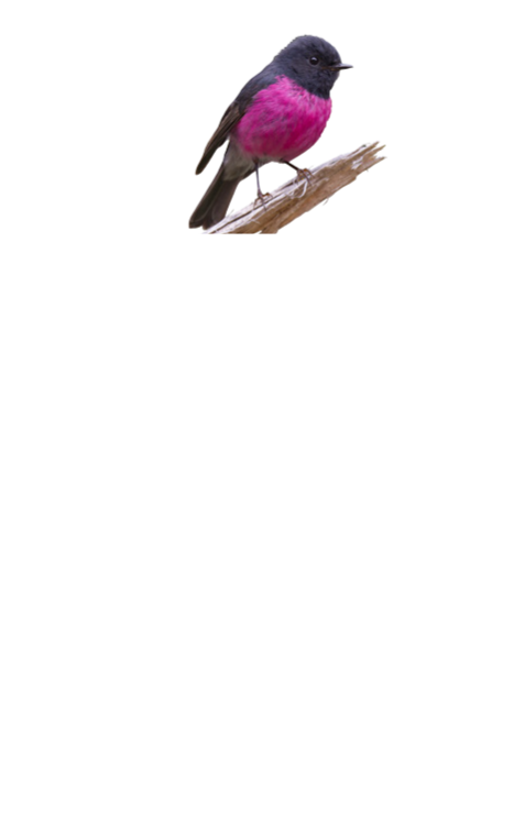 Cradle Forest Inn logo