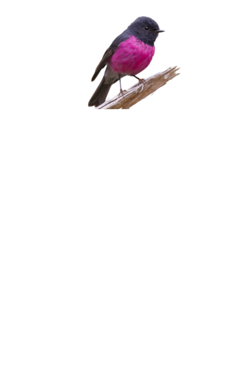 Cradle Forest Inn logo